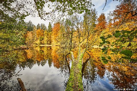 Gemeinde Tarsdorf Bezirk Braunau Huckinger See Herbst Innviertel (Dirschl Johann) Österreich BR